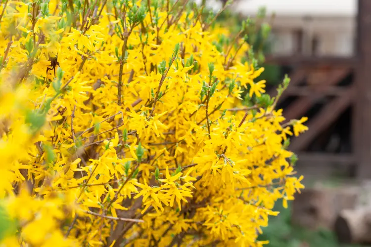 arbuste fleurs jaunes ne craint pas le gel froid sécheresse forsythia