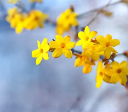 arbuste parfumé hiver fleurs jaunes floraison longue jardin