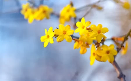 arbuste parfumé hiver fleurs jaunes floraison longue jardin