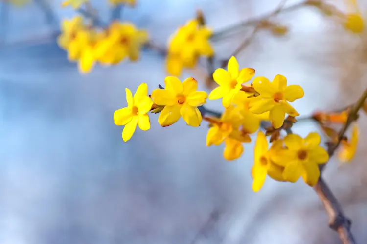 arbuste parfumé hiver fleurs jaunes floraison longue jardin