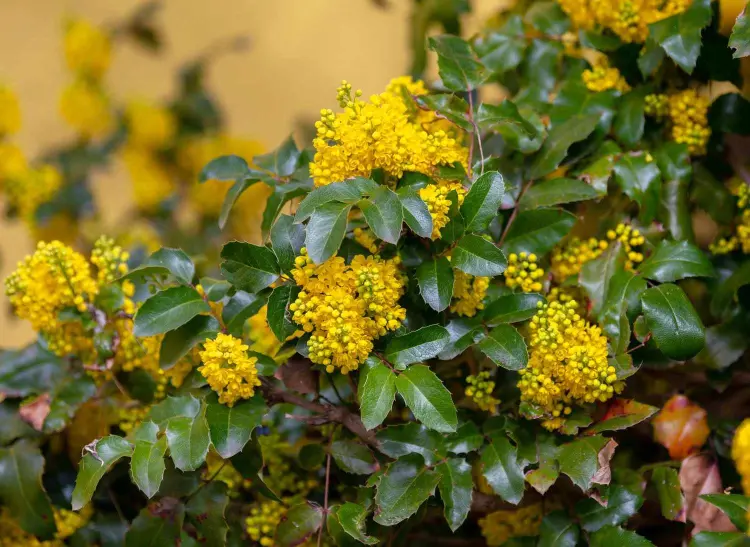 arbuste parfumé hiver floraison hivernale fleurs jaunes mahonia