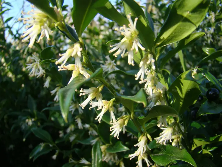 arbuste pérsistant à floraison hivernale parfumé sarcococca confusa