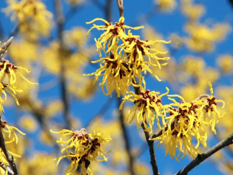 arbuste qui fleurit en hiver fleurs jaunes hamamelis