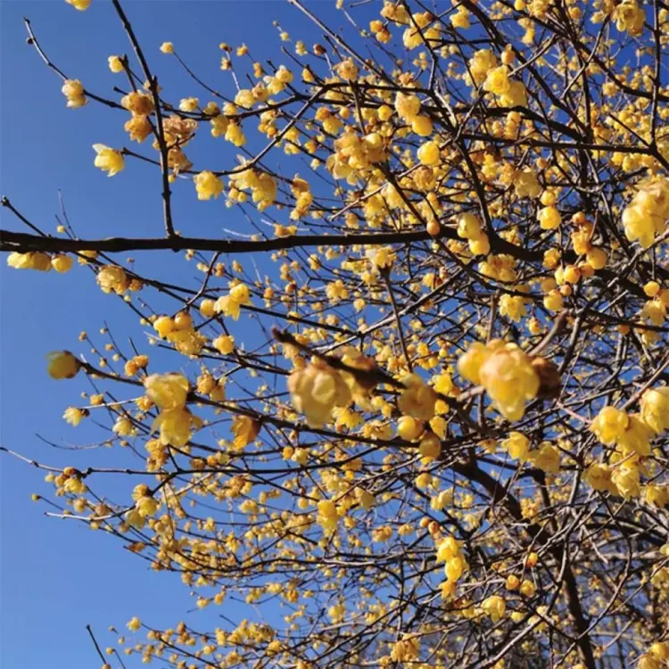 arbuste qui fleurit en hiver fleurs jaunes jardin chimonanthus précoce