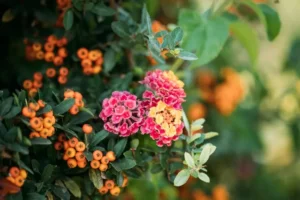 arbuste qui fleurit toute l'année lantana