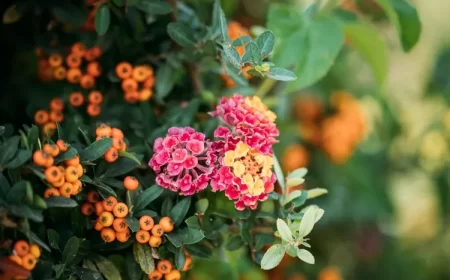 arbuste qui fleurit toute l'année lantana