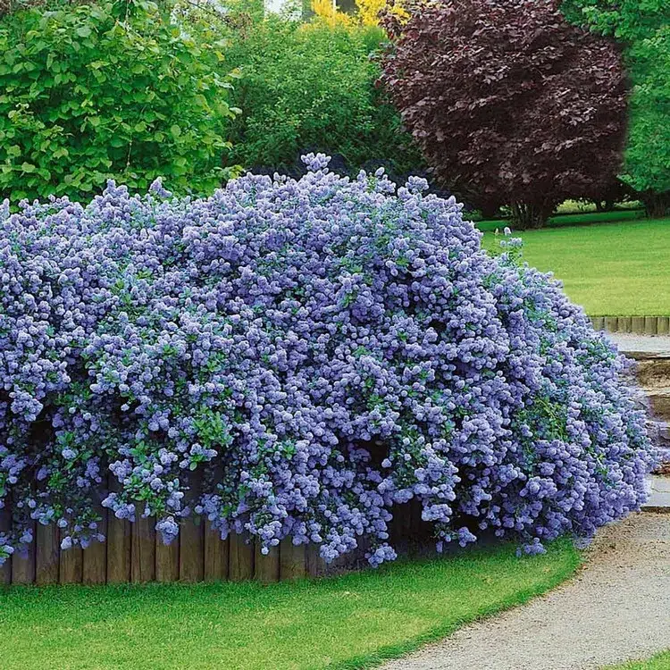 arbustes à fleurs bleues à planter au jardin lilas de californie céanothe