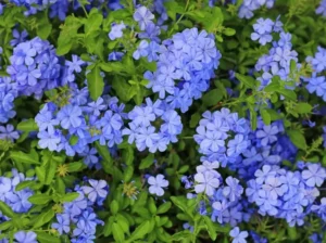 arbustes à fleurs bleues méditerranéens plumbago dentelaire du cap