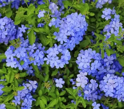 arbustes à fleurs bleues méditerranéens plumbago dentelaire du cap