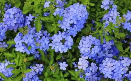 arbustes à fleurs bleues méditerranéens plumbago dentelaire du cap