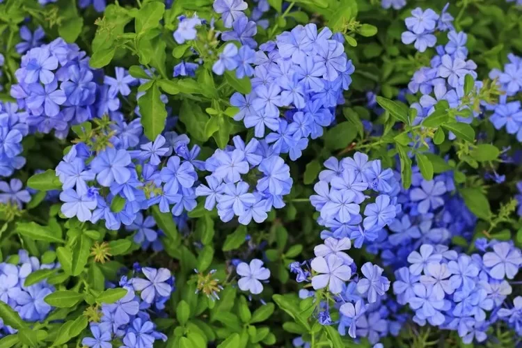 arbustes à fleurs bleues méditerranéens plumbago dentelaire du cap