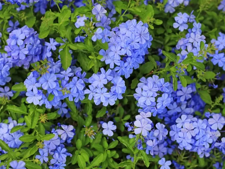 arbustes à fleurs bleues méditerranéens plumbago dentelaire du cap
