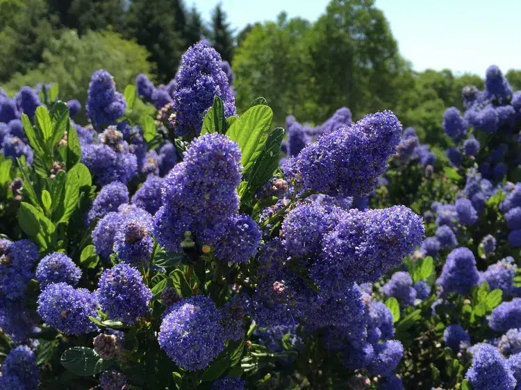 arbustes à fleurs bleues plein soleil céanothe lilas de californie