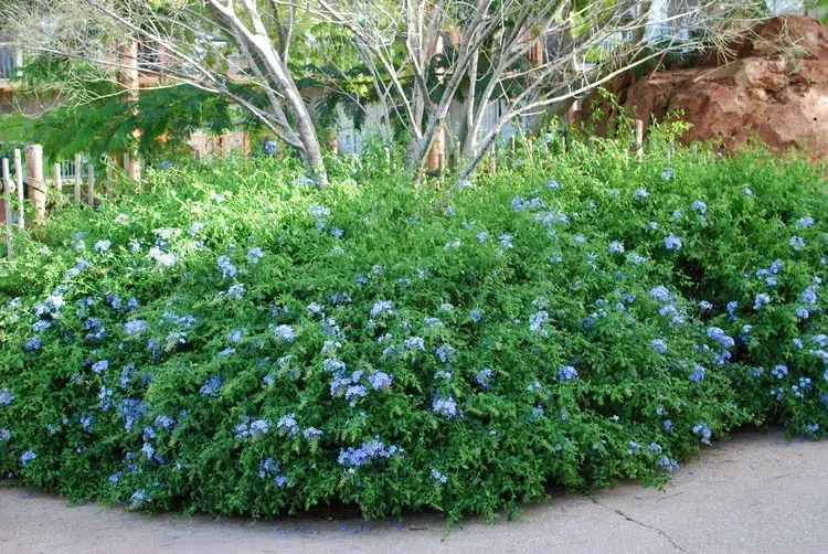 arbustes à fleurs bleues vivaces plumbago dentelaire du cap