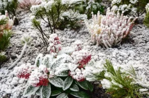 arbustes résistants au gel jardin soleil vent hiver shutterstock