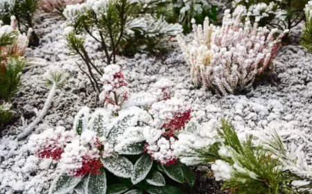 arbustes résistants au gel jardin soleil vent hiver shutterstock