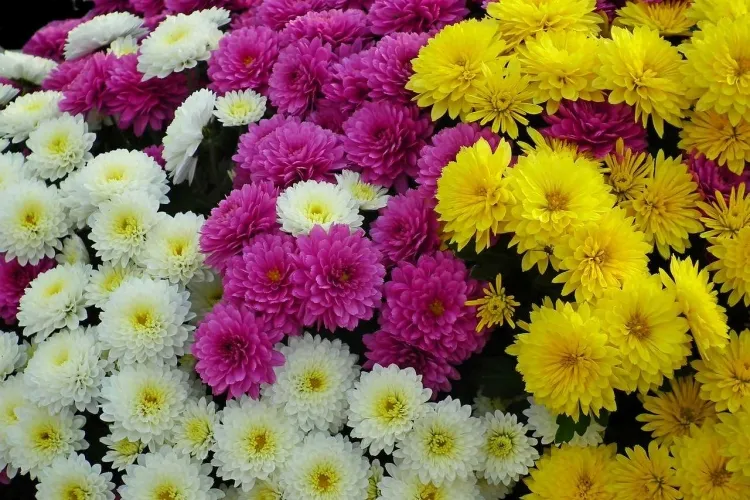 arrosage du chrysanthème différentes couleurs formes tailles arroser adéquatement