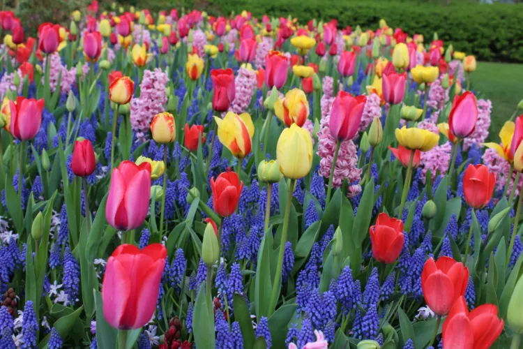 associations de tulipes 2023