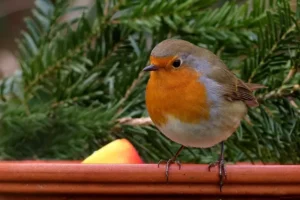 attirer le rouge gorge au jardin en automne