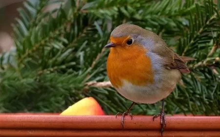 attirer le rouge gorge au jardin en automne