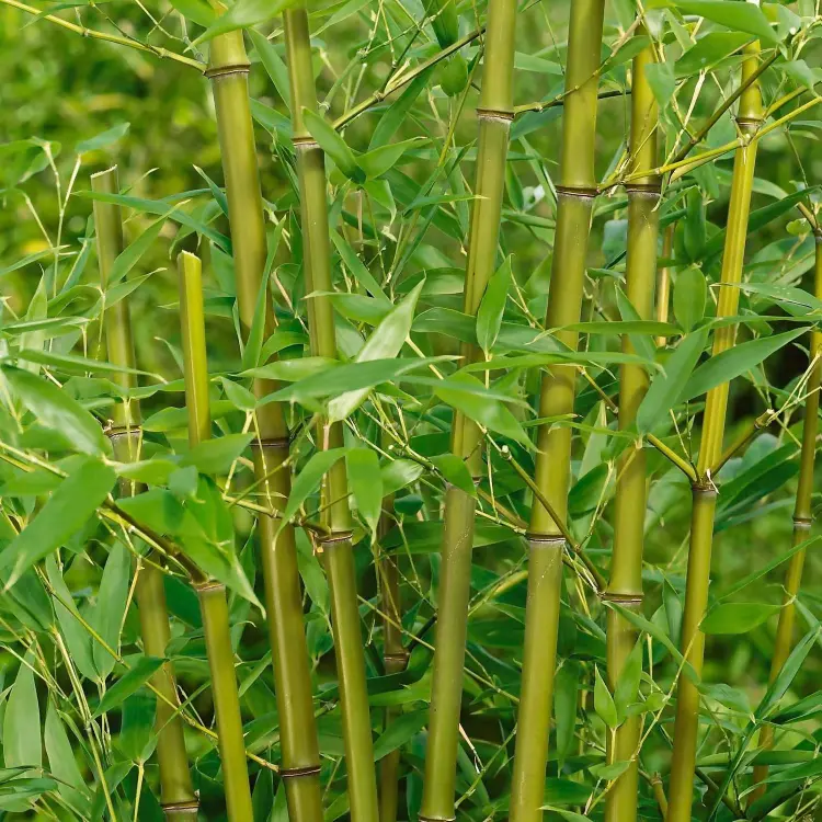 bambou doré plante brise vue persistante qui pousse vite 