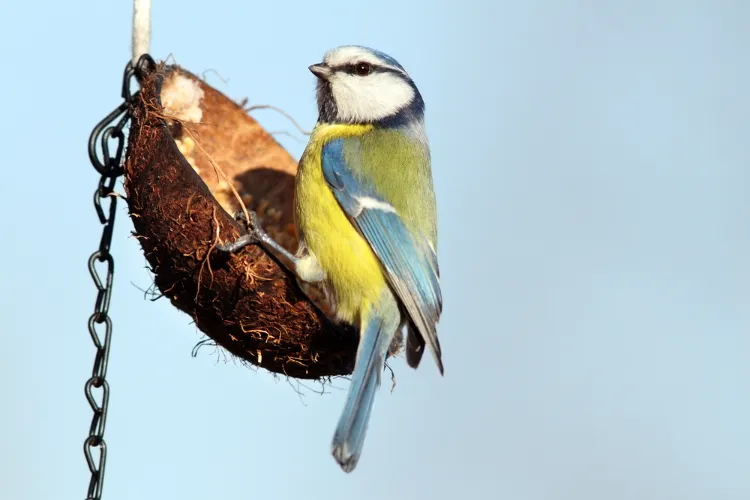 boule de graisse à faire soi même pour oiseaux en hiver
