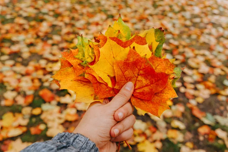 bouquet de feuilles d'automne pour décoration en octobre novembre