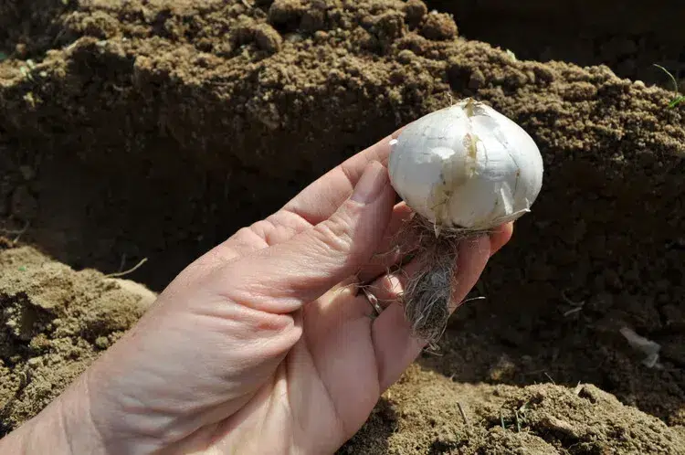 bulbes à planter en octobre au jardin ail d'ornement