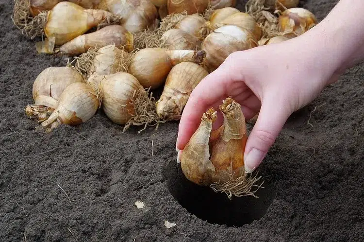 bulbes à planter en octobre le narcisse