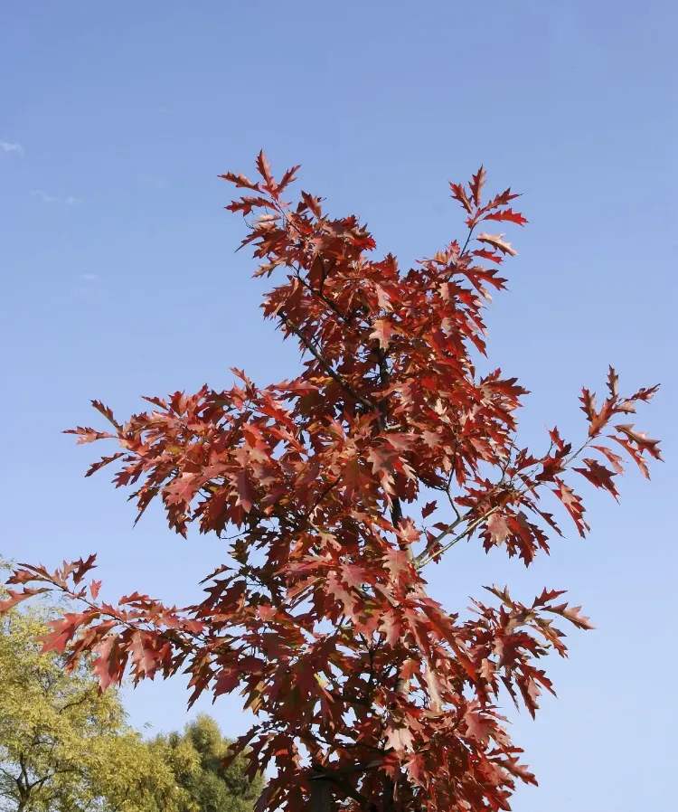 chêne rouge arbre d'ombrage qui pousse vite facile à vivvre haie brise vue vent