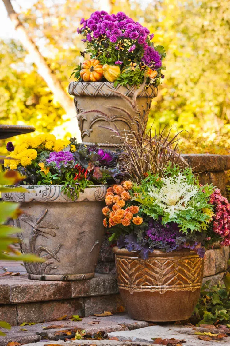 choux décoratifs en jardinière avec des fleurs d'automne