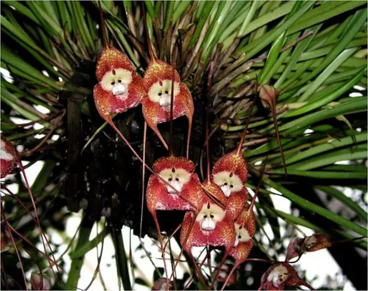 comment arroser orchidée dracula simia tete de singe sfvoscom