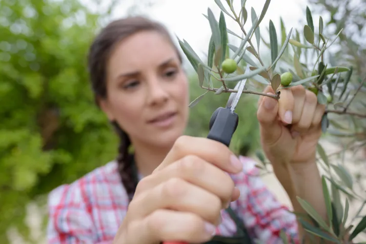 comment bien tailler un olivier en pot 2023