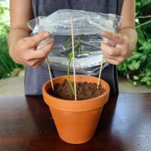 comment bouturer un rosier en terre en pot