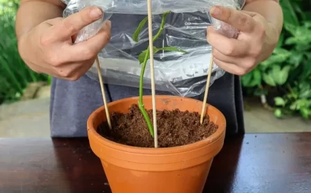 comment bouturer un rosier en terre en pot