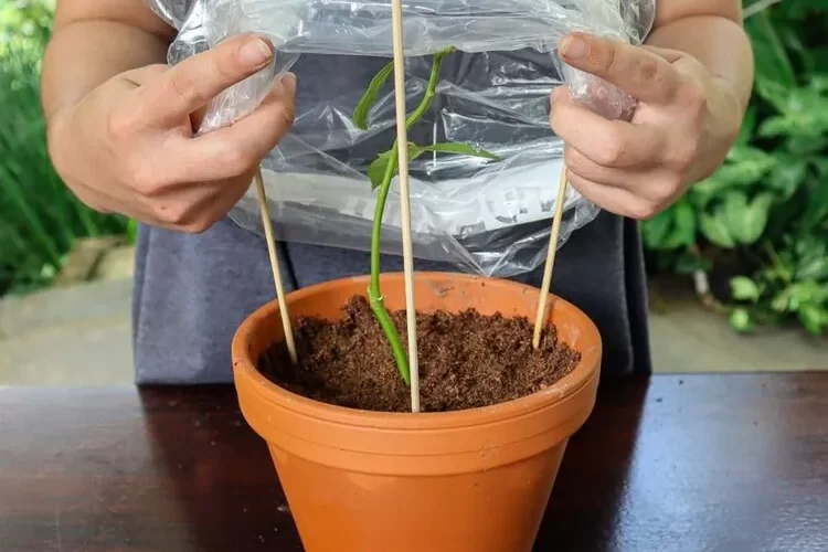 comment bouturer un rosier en terre en pot