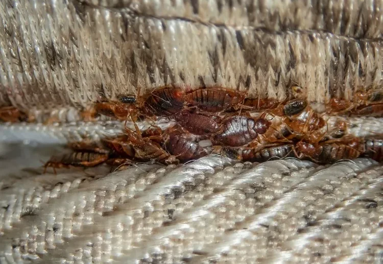comment détecter les punaises de lit chambre lit quelle odeur les faire fuir