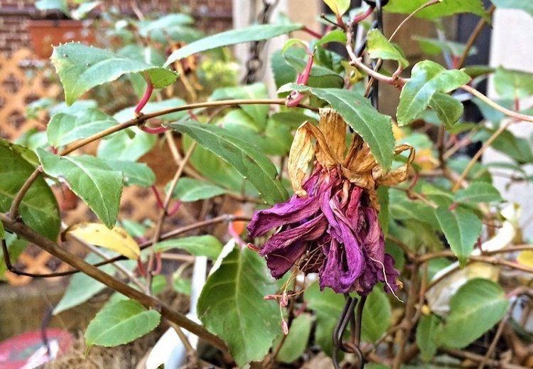 comment faire hiverner un fuchsia en pleine terre quelles sont les variétés rustiques