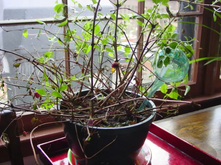 comment faire hiverner un fuchsia en pot quelles sont les variétés rustiques