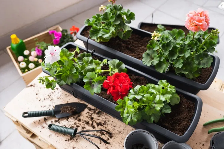 comment faire pour hiverner les géraniums en pleine terre rempoter les pélargoniums en jardinières