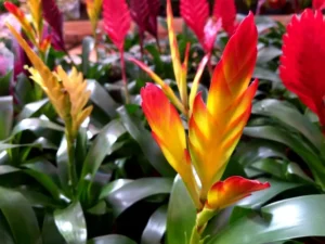 comment faire refleurir un guzmania bouturer planter rejeton patienter fleurir jeune plante