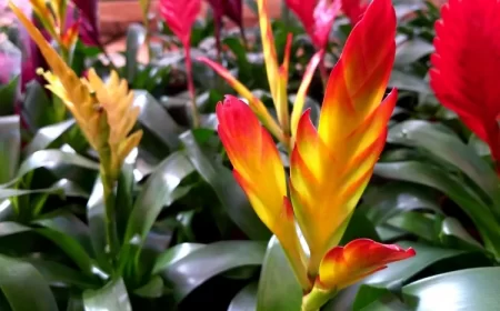 comment faire refleurir un guzmania bouturer planter rejeton patienter fleurir jeune plante