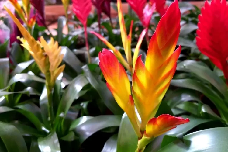comment faire refleurir un guzmania bouturer planter rejeton patienter fleurir jeune plante