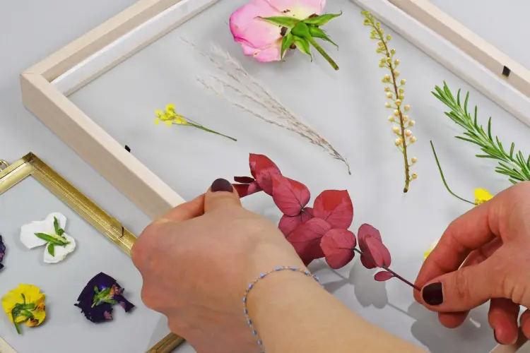 comment faire sécher des fleurs pour un herbier