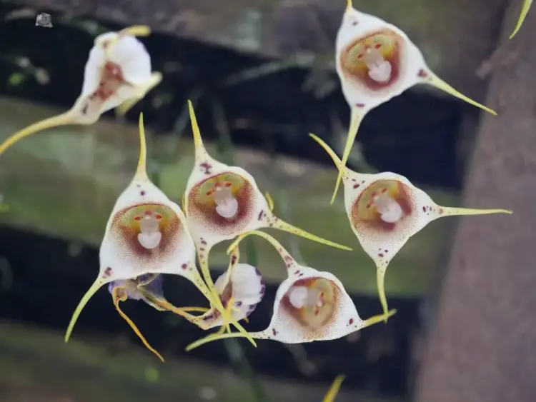 comment fertiliser dracula simia orchidée 
