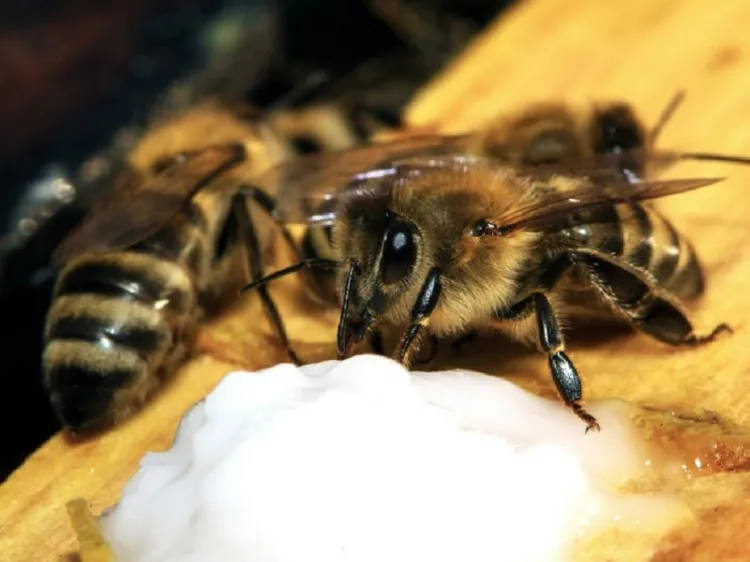 comment nourrir les abeilles en hiver 2023