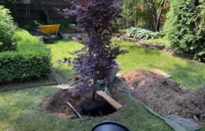 comment planter un érable du japon en pleine terre et en pot