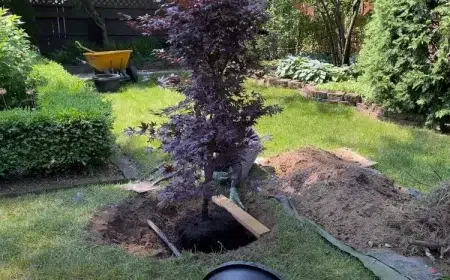 comment planter un érable du japon en pleine terre et en pot