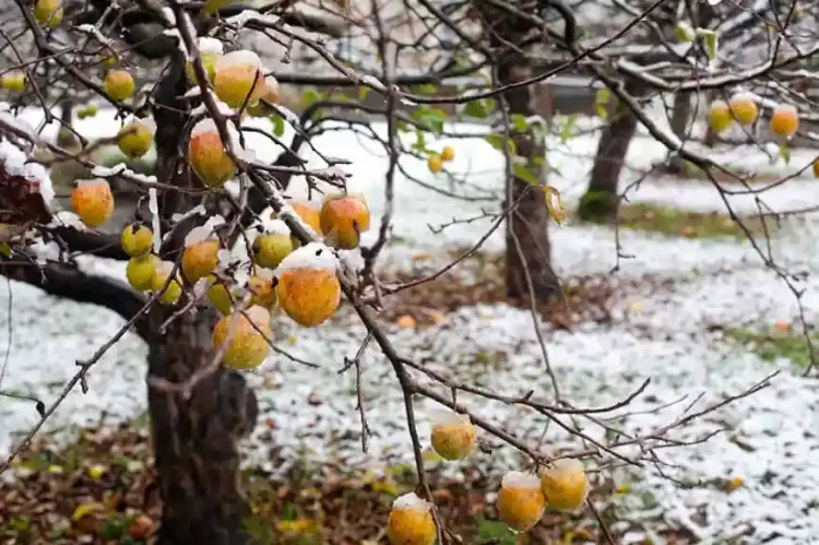 comment préparer les arbres fruitiers pour l'hiver 2023