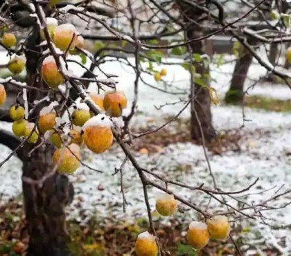 comment préparer les arbres fruitiers pour l'hiver